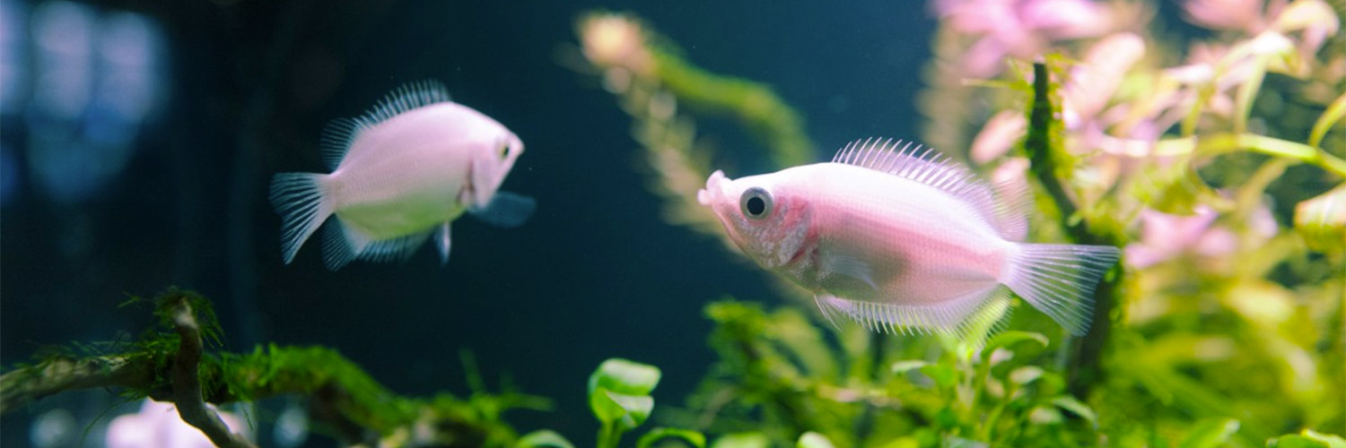 l’Aquarium Marin du Cap d’Agde