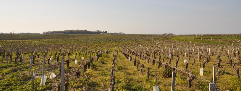 herault vin