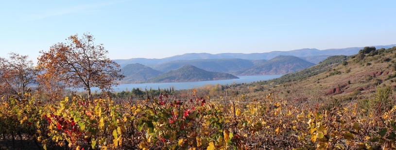 vignoble vin herault