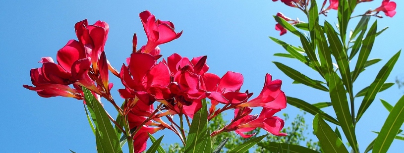 visite jardin antique mediterraneen